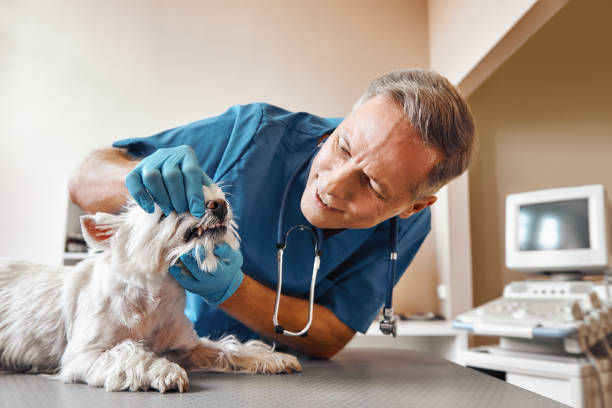 Best Emergency Denture Repair in Corry, PA